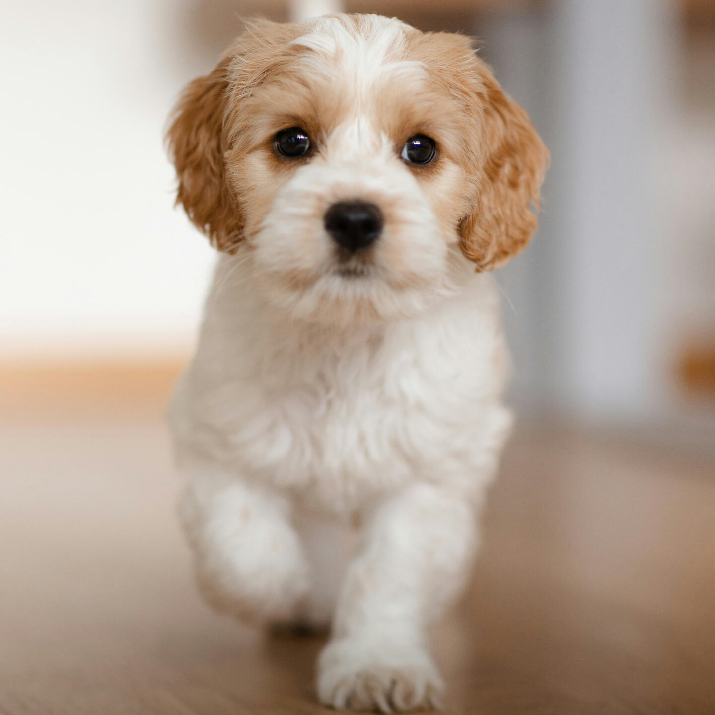 Private Consultation